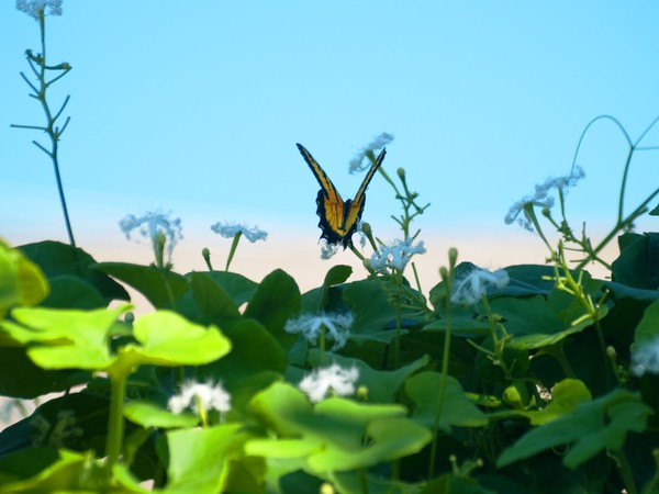 Bugs eye view