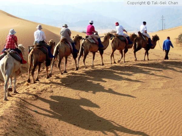 Six Camels in Gobi Desert ~ China