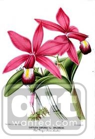 Orchid cattleya You Print Digital Image
