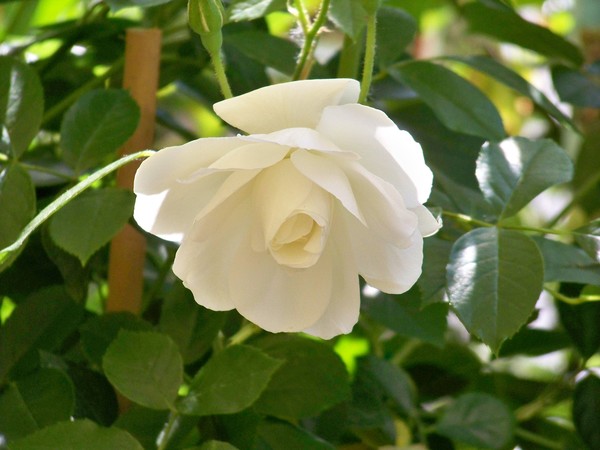 WHITE ROSE