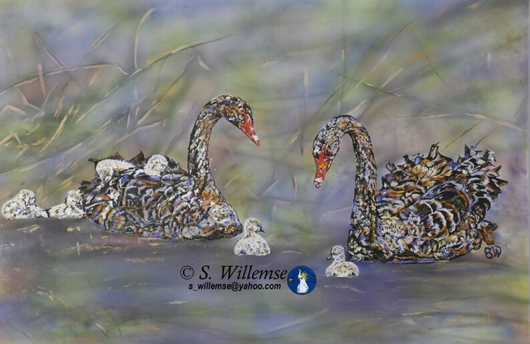 Swans Australian bird Art Susan Willemse
