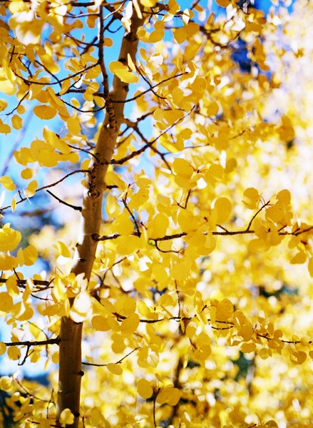 Fall Aspen