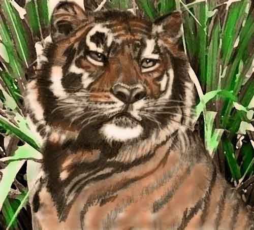 painted tiger