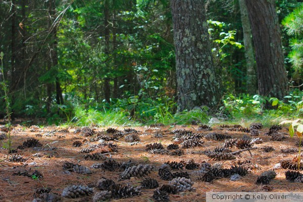 Pinecone Forest