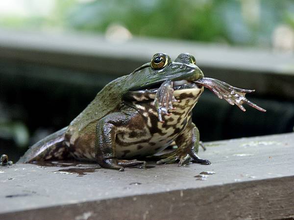 Ehhhmm...excuse me! I have a Frog in my Throat!
