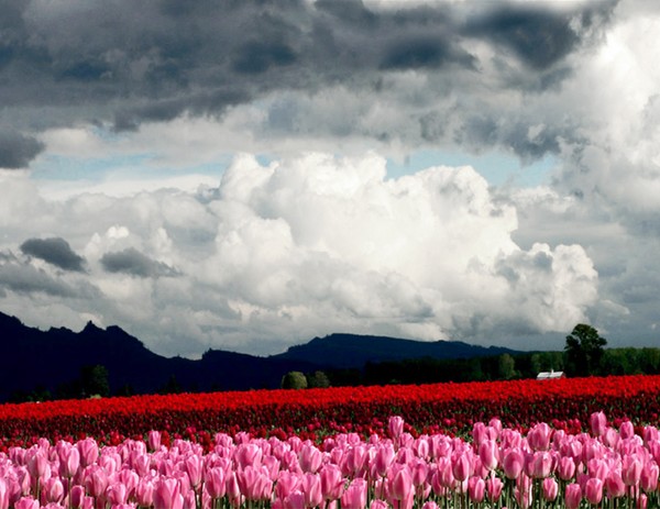 Stormy Tulip Fields