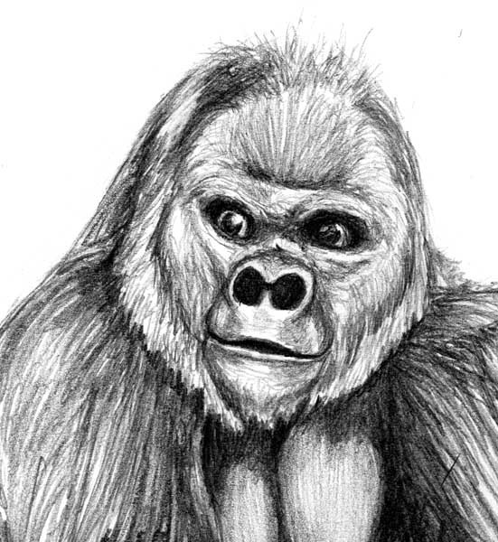 Gorilla Study 1