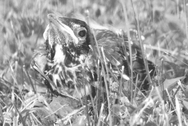 Baby Robin