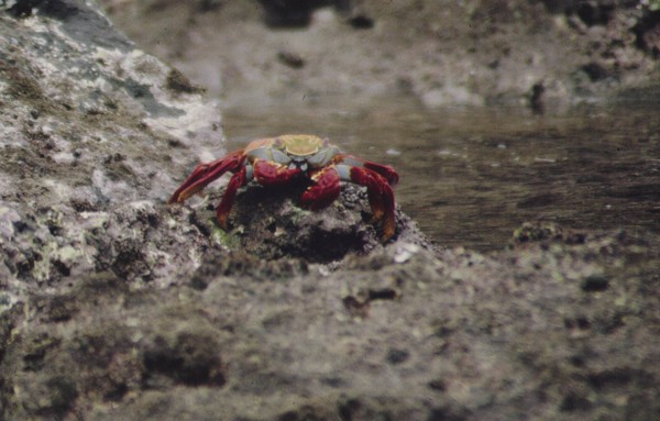 Galapagos  crab