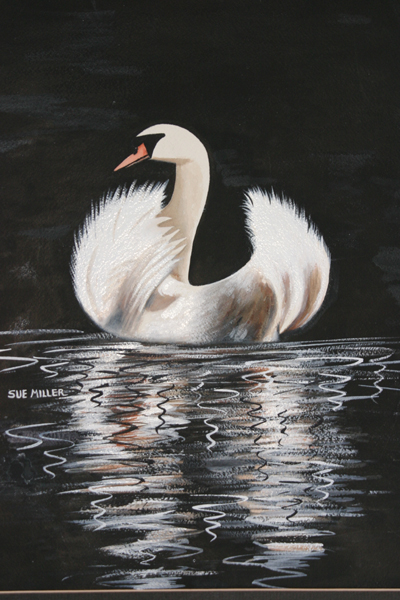Swan looking Back