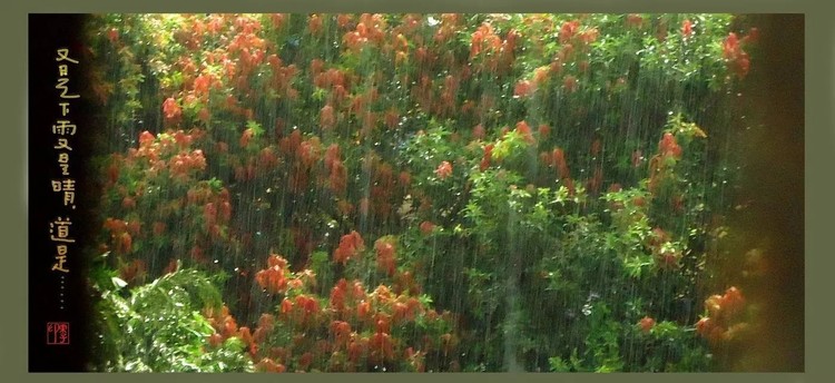 Flowers in Rain & Sunlight