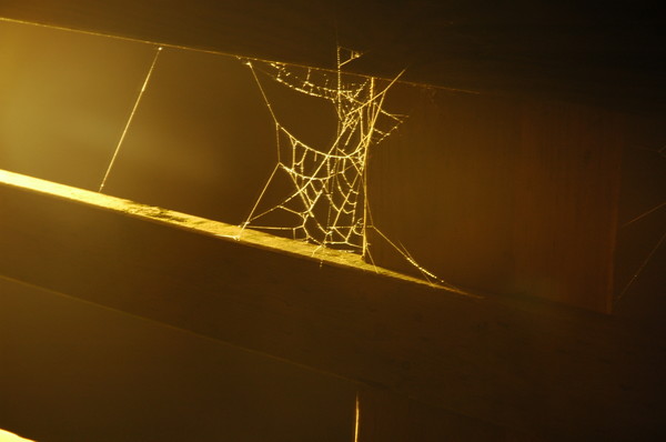 Spider Web