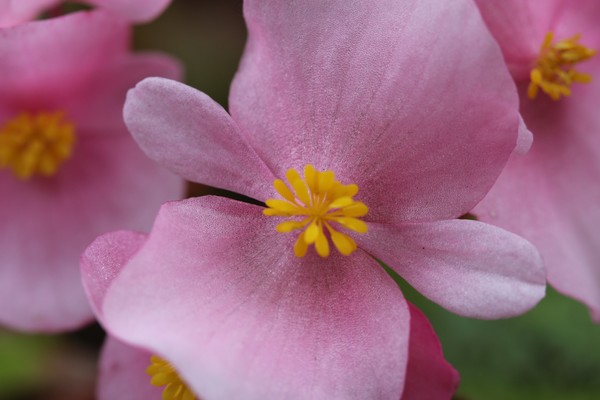 Pretty Pink Impatient