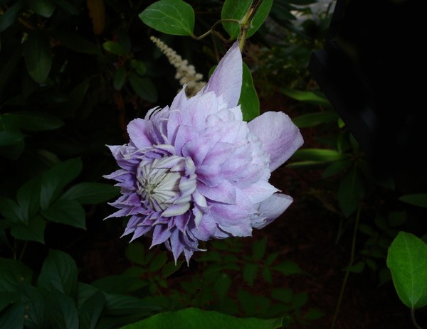 Clematis Double