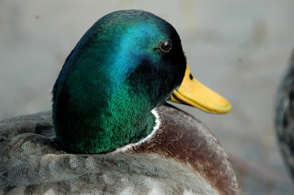 Mallard Head