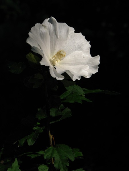 White rose of sharon bush flower