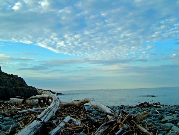 Drift wood: Private Beach