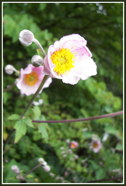 Pink Flower