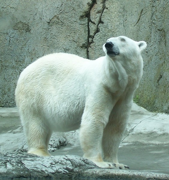 Polar Bear