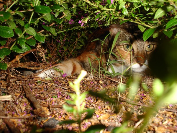 Queen Sheeba Hiding Rascal