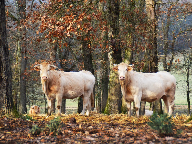 Cows in French woodland 