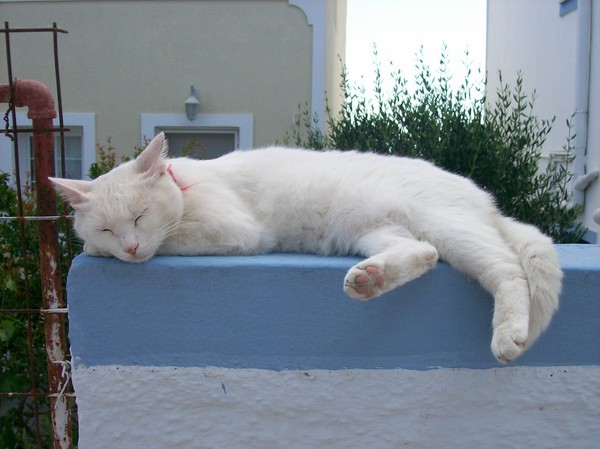 Sleeping Santorini cat
