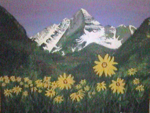 Mountain daisies
