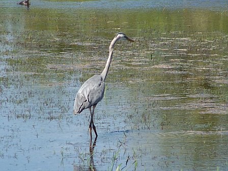 Birds in the Everglades