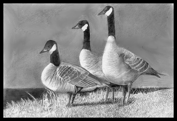 The honkers - canada geese