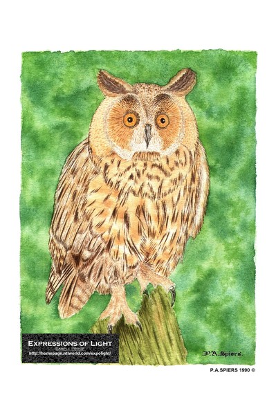 ExpoLight-Graphic-Arts-Owl-0005C (Sample Proof-Art