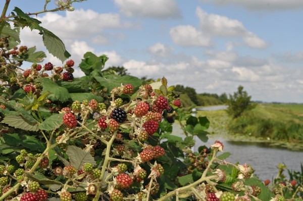 Fruit scape