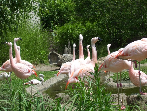 flamingo style