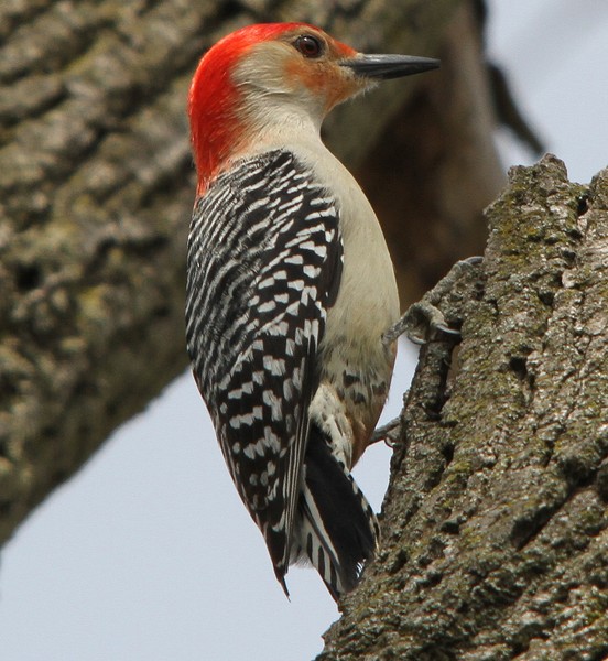 Red Bellied Woodpecker