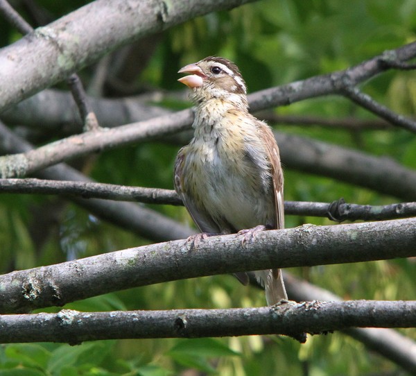 Female Grosbeak