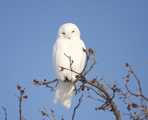 Male Snowy Owl