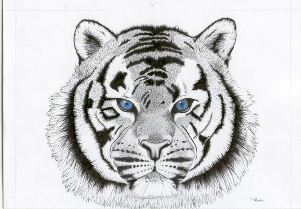 White Tiger (minus whiskers)