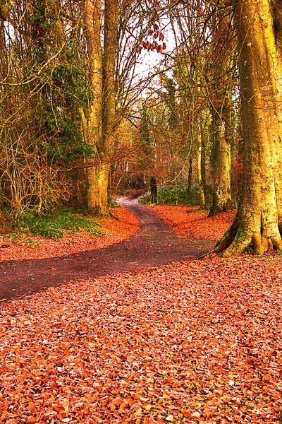 Autumn Walk