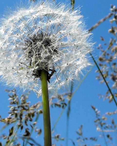 Dandelion