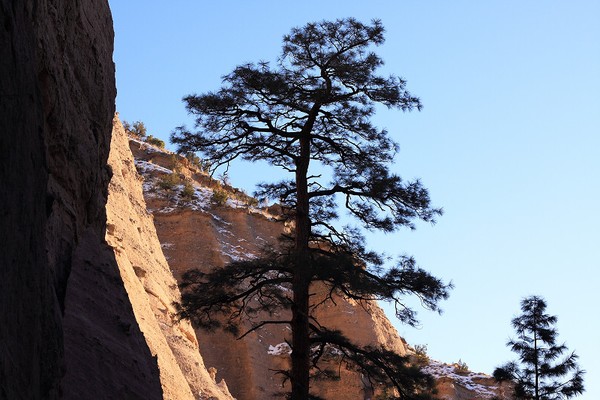 Tree Silhouette