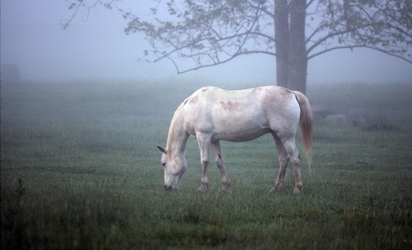 White Horse early Morning Mist 