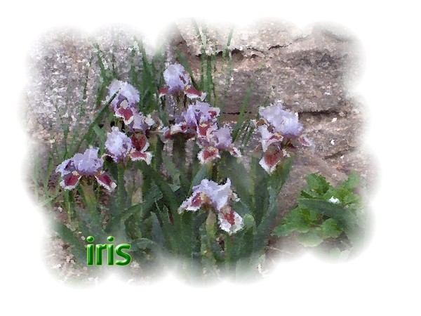 Iris