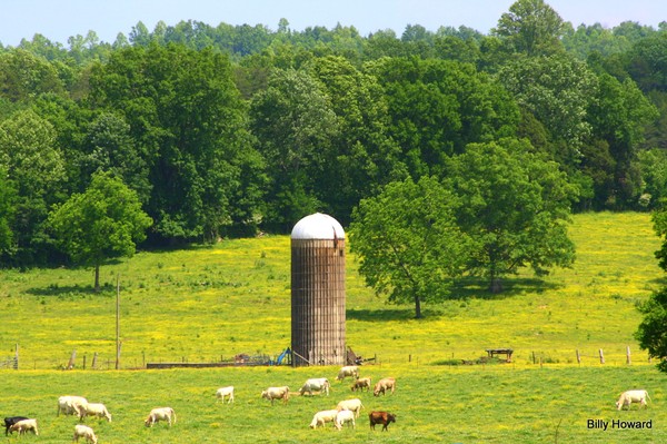 Tennessee field and silo