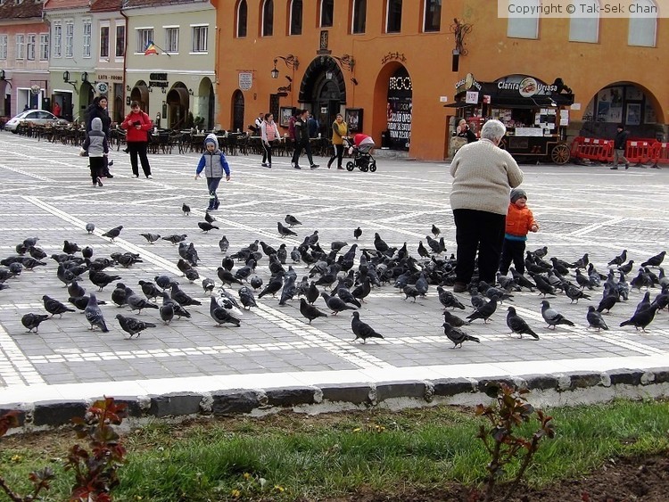 Pigeons on the Square