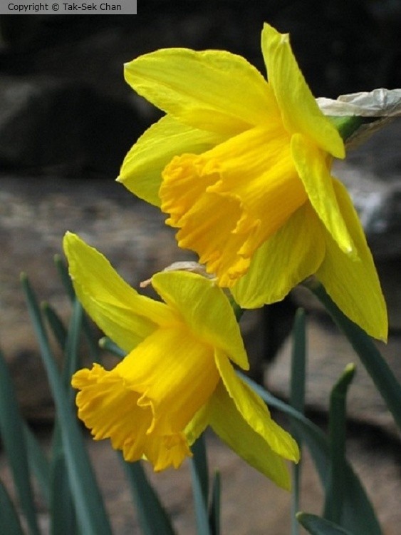 Daffodil (Narcissus Binkie) 04-01-2006