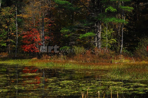 Autumnal Swamp in Lake Luzerne Area V