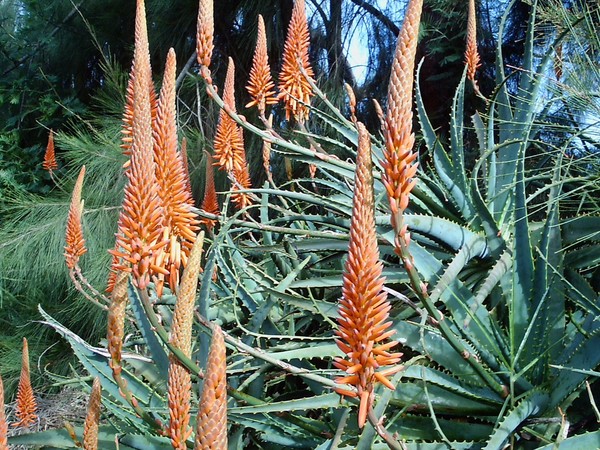 Aloe Vera in Bloom