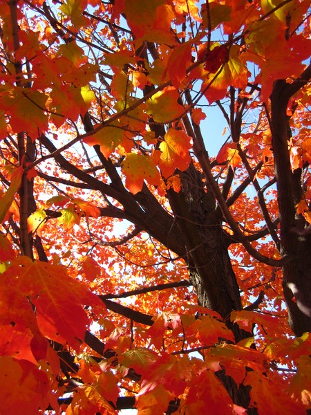 A Flurry Of Crimson And Scarlet