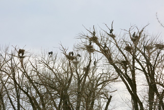 Blue Heron Rookery