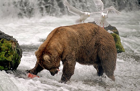 The Bear and the Seagulls