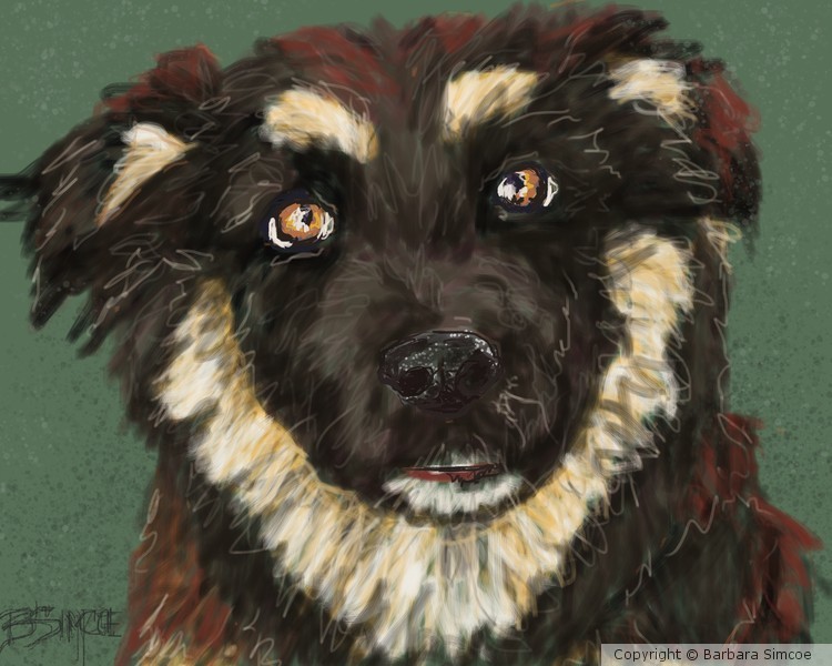 Dogwood shepherd pup